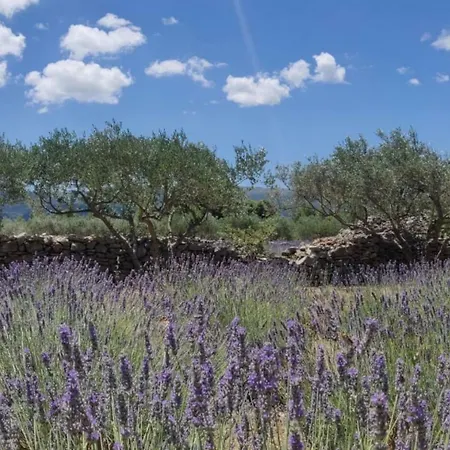 Semesterbostad Lavender Dreams Hvar *