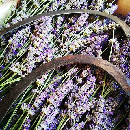 Lavender Dreams Hvar * ستاري غراد