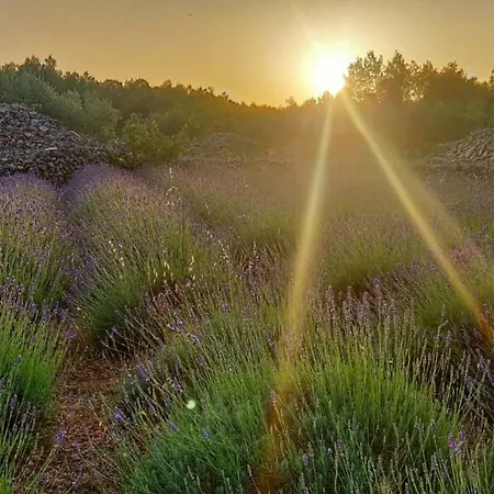 Lavender Dreams Hvar ستاري غراد